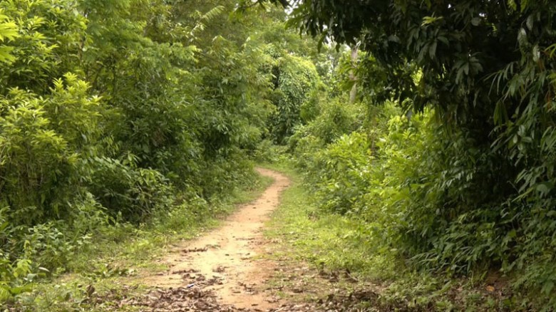 সংরক্ষিত বনে পাকা রাস্তা করতে চায় এলজিইডি, বনবিভাগের ‘না’