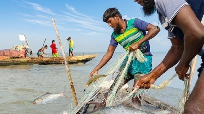 ভোলার নদ-নদীতে ঝাঁকে ঝাঁকে ইলিশ, জেলে পাড়ায় উৎসবের আমেজ