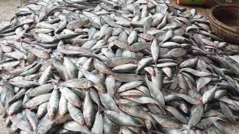 কুয়াকাটার এক ট্রলারে আটকা প্রায় ১০০ মণ ইলিশ