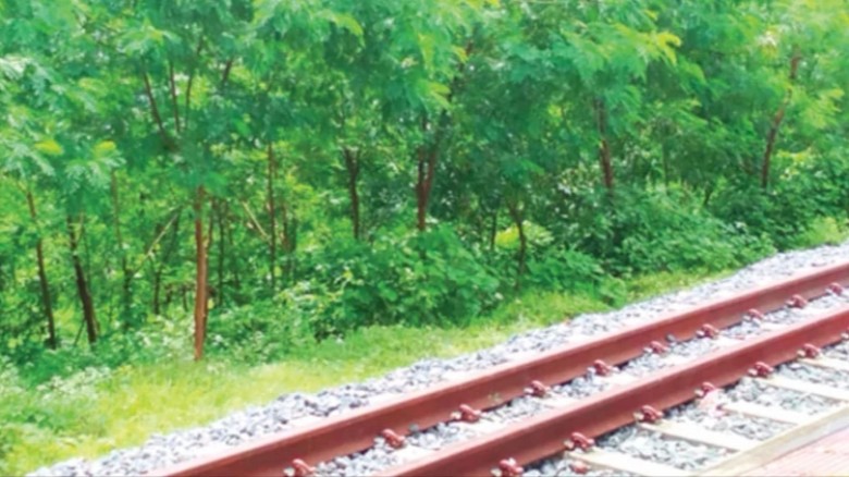 চট্টগ্রাম-কক্সবাজার রেলপথের দুই পাশে আকাশমণি, ঝুঁকিতে প্রাণ-
