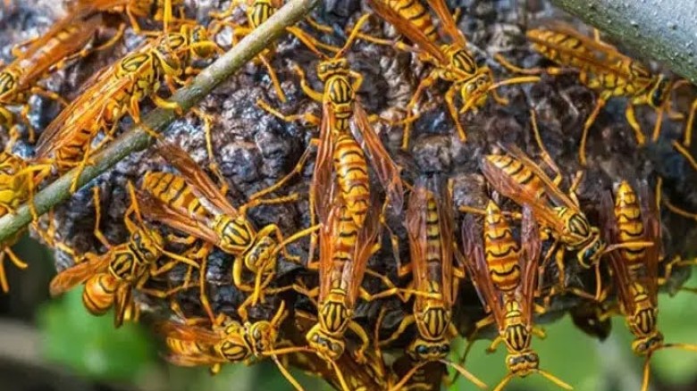 কক্সবাজারে ভিমরুলের কামড়ে শিশুর মৃত্যু, আহত ২
