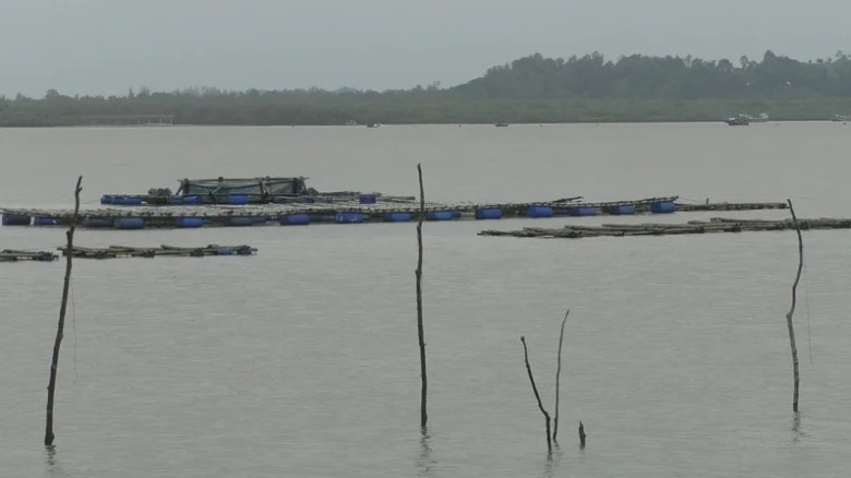 কক্সবাজারে ভাসমান ভেলায় ঝিনুক-কোরাল চাষ, খুলছে নতুন দুয়ার
