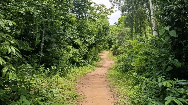 মহেশখালীর সংরক্ষিত বনের ভেতর পাকা সড়ক নির্মাণ নিয়ে উদ্বেগ...