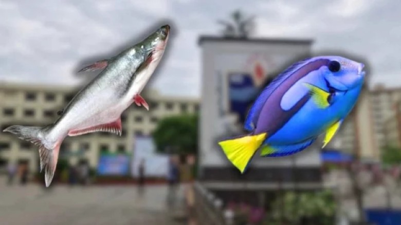 অভিজাত রেস্তোরাঁয় ‘ডোরি ফিশ’ নামে পরিবেশন করা হচ্ছে পাঙাস