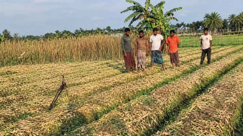 নকল কীটনাশকে চকরিয়ায় সাড়ে ৬ লাখ টাকার ফসল নষ্ট
